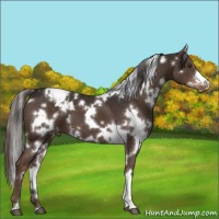 Horse Color:White Spotted Liver Chestnut Varnish 