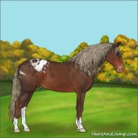 Horse Color:Liver Chestnut Appaloosa