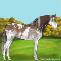 Horse Color:White Spotted Liver Chestnut Splash Varnish 