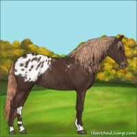 Horse Color:Liver Chestnut Appaloosa Rabicano 