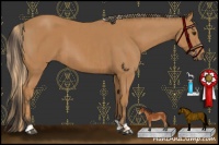 Horse Color:Chestnut  and Bay 