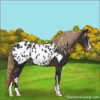 Horse Color:Liver Chestnut Sabino Appaloosa 