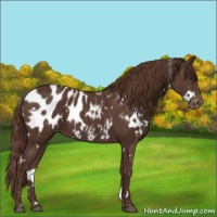 Horse Color:White Spotted Liver Chestnut Appaloosa 