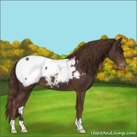 Horse Color:Liver Chestnut Appaloosa 