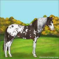 Horse Color:White Spotted Liver Chestnut Splash Appaloosa 