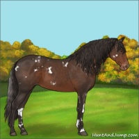 Horse Color:White Spotted Liver Chestnut Varnish 