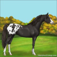 Horse Color:Liver Chestnut Sabino Appaloosa 