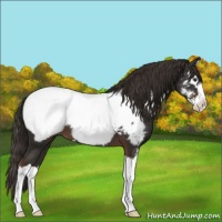 Horse Color:Liver Chestnut Sabino Splash Appaloosa 