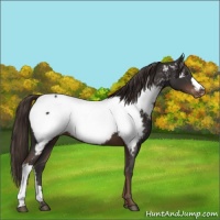 Horse Color:Liver Chestnut Appaloosa 