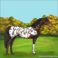 Horse Color:Liver Chestnut Appaloosa 