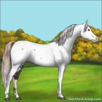 Horse Color:White Spotted Liver Chestnut Fewspot 