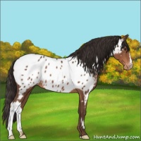 Horse Color:Liver Chestnut Appaloosa 