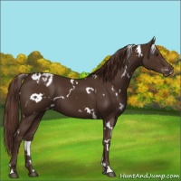 Horse Color:White Spotted Liver Chestnut Varnish 