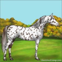 Horse Color:White Spotted Liver Chestnut Appaloosa 