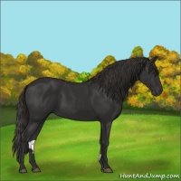 Horse Color:Liver Chestnut Sabino 