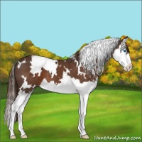 Horse Color:White Spotted Liver Chestnut Splash Appaloosa