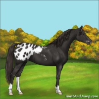 Horse Color:Liver Chestnut Appaloosa 