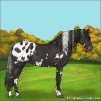 Horse Color:White Spotted Liver Chestnut Blanket 