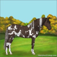 Horse Color:White Spotted Liver Chestnut 