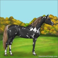 Horse Color:White Spotted Liver Chestnut Sabino