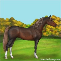 Horse Color:Liver Chestnut 