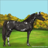 Horse Color:White Spotted Liver Chestnut Sabino 