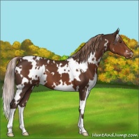 Horse Color:White Spotted Liver Chestnut Varnish