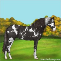 Horse Color:White Spotted Liver Chestnut Sabino 