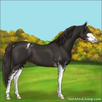 Horse Color:Liver Chestnut Sabino Appaloosa 