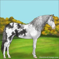 Horse Color:White Spotted Liver Chestnut Sabino 