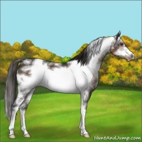 Horse Color:White Spotted Liver Chestnut Sabino Frame
