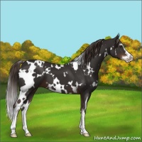 Horse Color:White Spotted Liver Chestnut Sabino