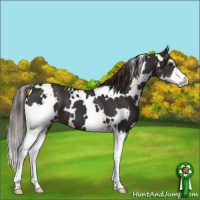 Horse Color:White Spotted Liver Chestnut Sabino Varnish 
