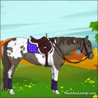 Horse Color:Smoky Black Tobiano Appaloosa 