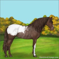 Horse Color:Liver Chestnut Snowcap Rabicano