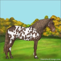 Horse Color:Liver Chestnut Near Leopard