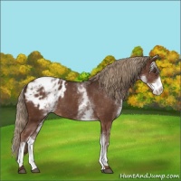 Horse Color:White Spotted Liver Chestnut Appaloosa Rabicano