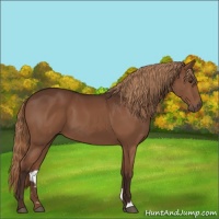 Horse Color:Liver Chestnut 