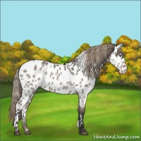 Horse Color:Liver Red Dun Appaloosa 
