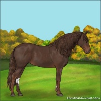 Horse Color:Liver Chestnut 