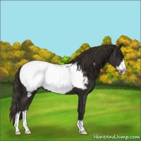Horse Color:Liver Chestnut Frame Snowcap 