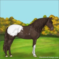 Horse Color:Liver Chestnut Appaloosa