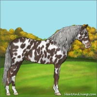 Horse Color:Liver Chestnut Mushroom Near Leopard