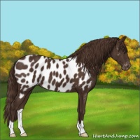 Horse Color:Liver Chestnut Appaloosa