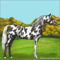 Horse Color:Liver Chestnut Mushroom Near Leopard 