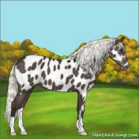 Horse Color:Liver Chestnut Mushroom Near Leopard 