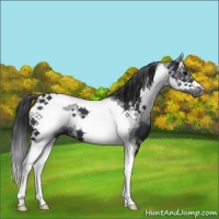 Horse Color:White Spotted Black Tobiano Frame 