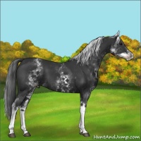 Horse Color:White Spotted Black Tobiano