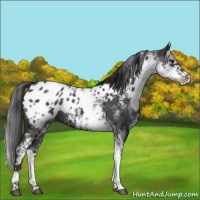 Horse Color:White Spotted Blue Roan Blanket