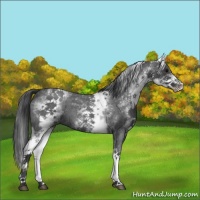 Horse Color:White Spotted Blue Roan 